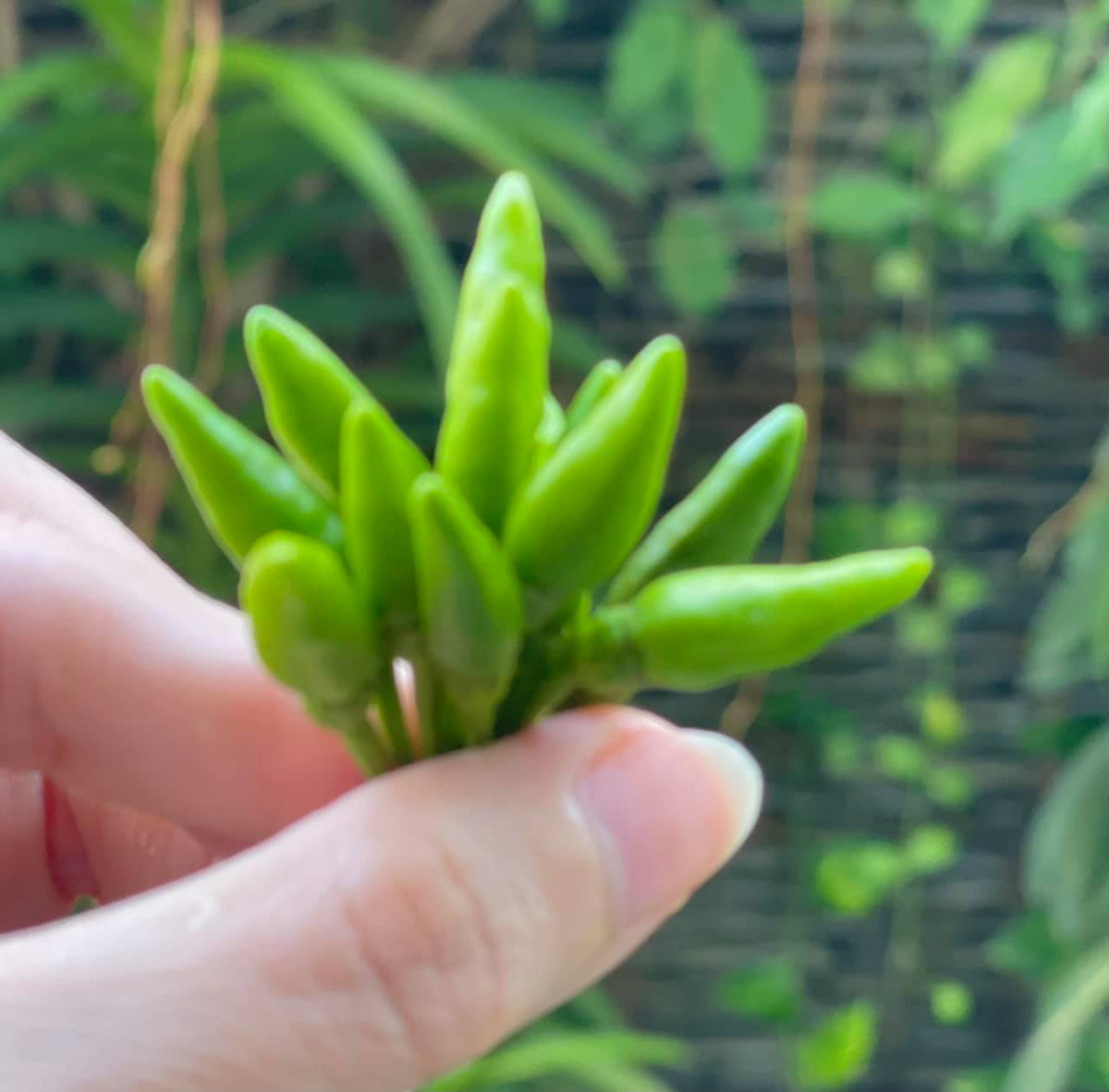 Ngay cả ớt cũng hái được cả nắm.