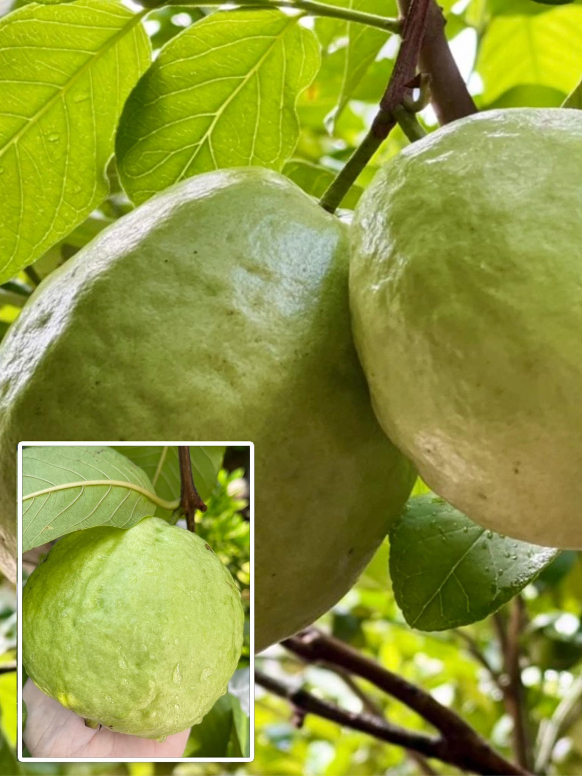 Mùa này, hoa quả chín ồ ạt, loại nào cũng có thể thu hoạch ngay.