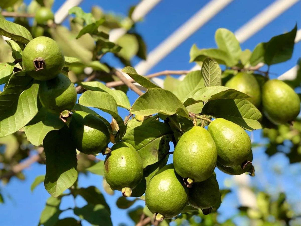 Ai cũng khen bà xã MC Quyền Linh khéo tay khi trồng được vườn trái cây sai lúc lỉu trên sân thượng.