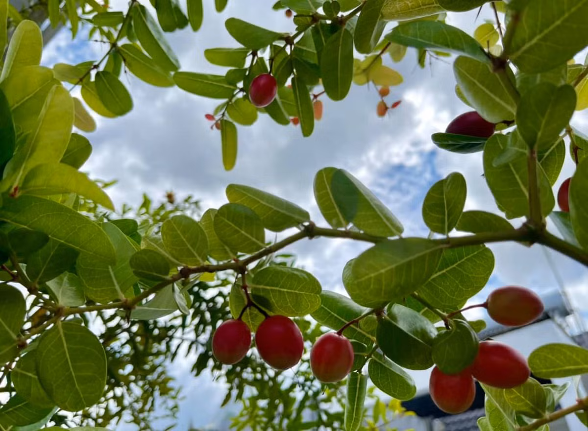 Trái siro sai trĩu và tươi ngon.