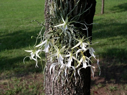 Trong số 3.000 cây phong lan ma, ước tính có khoảng 2000 cụm tập trung tại Florida và Cuba. Mỗi năm cũng chỉ có chừng 10% chịu trổ hoa.