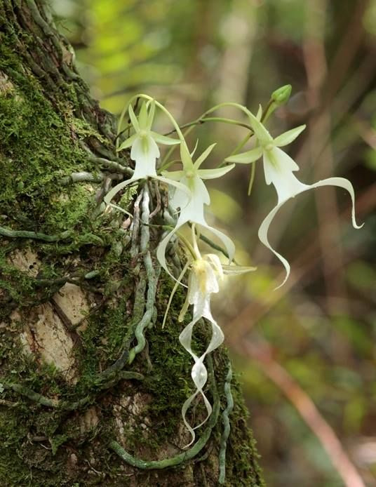 Bề ngoài, phong lan ma hệt như một cụm rễ bám dính vào cây chủ.