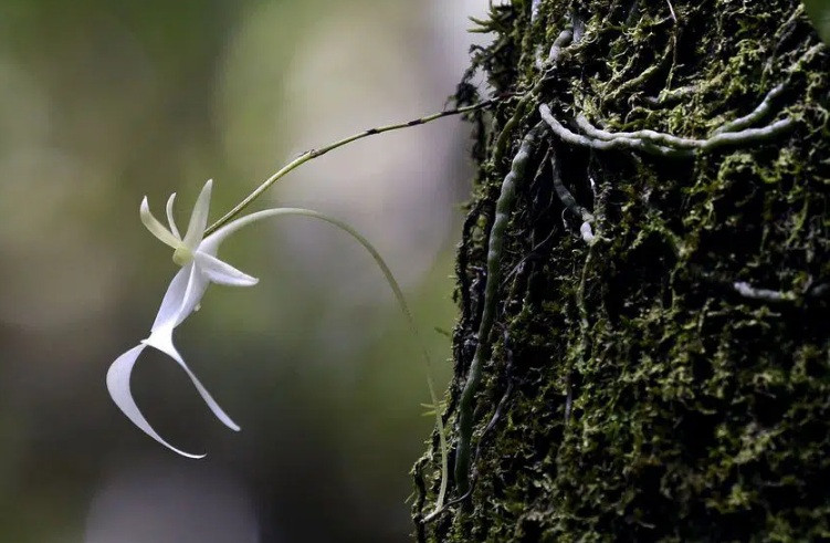 Loài hoa này có hình dáng giống hệt những con ếch hoặc con nhện, thậm chí có người còn nhận xét nhìn chúng gần giống loài khỉ. Nguồn ảnh: Wiki, Printest.
