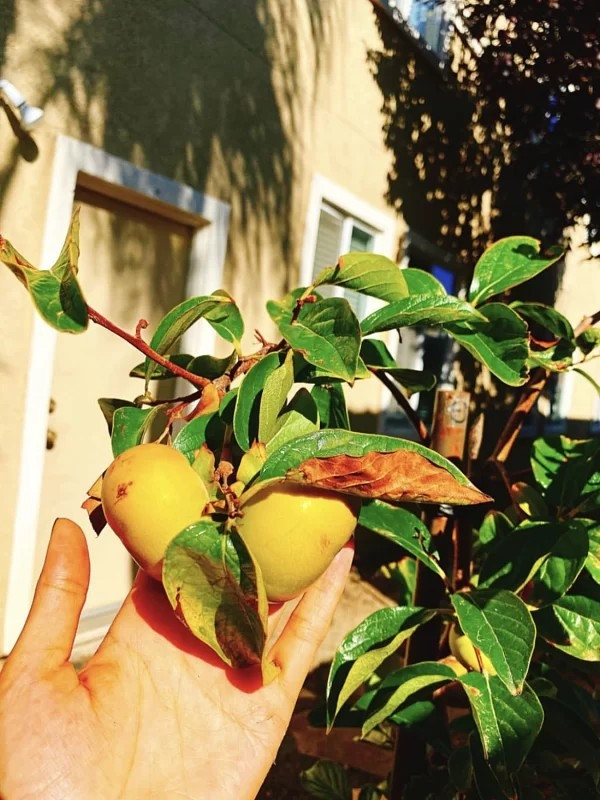 Phạm Hương còn trồng nhiều cây ăn trái trong vườn. Ảnh: cắt clip