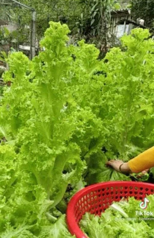 Rau xà lách siêu vượt trội mọc cao chẳng khác gì một cây thân gỗ non. Ảnh: Tiktok.