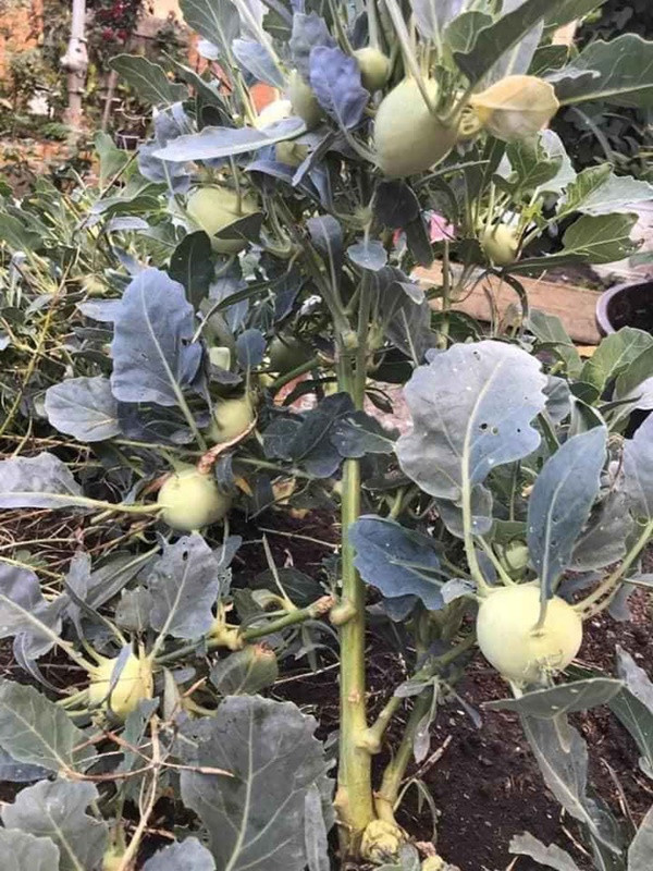 Cây su hào có rất nhiều củ mọc chĩa ra từ thân, nhìn chẳng khác nào một cây ăn quả sai trĩu cành. Ảnh: Tiktok.