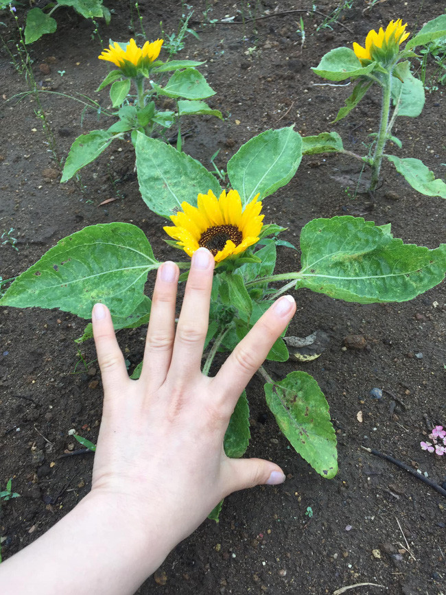 Cây hướng dương mới chỉ cao 20cm đã ra hoa được chia sẻ trên mạng xã hội khiến ai nấy đều bất ngờ. Ảnh: Tri Thức Trẻ