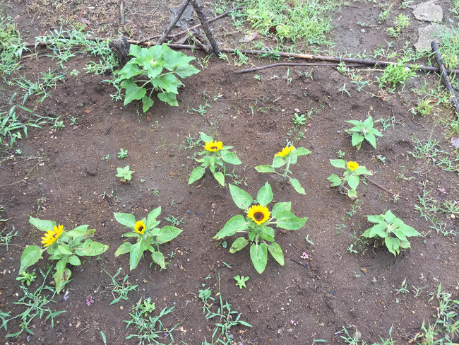 Không chỉ một cây mà cả luống hướng dương đều cho hoa như vậy. Ảnh: Tri Thức Trẻ