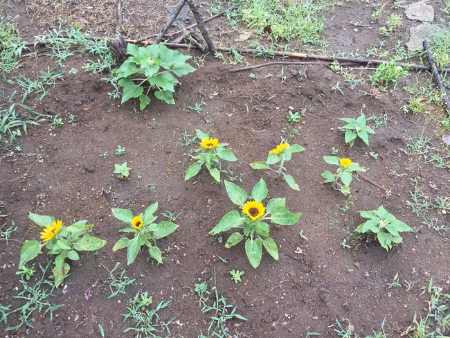 Không chỉ một cây mà cả luống hướng dương đều cho hoa như vậy. Ảnh: Tri Thức Trẻ