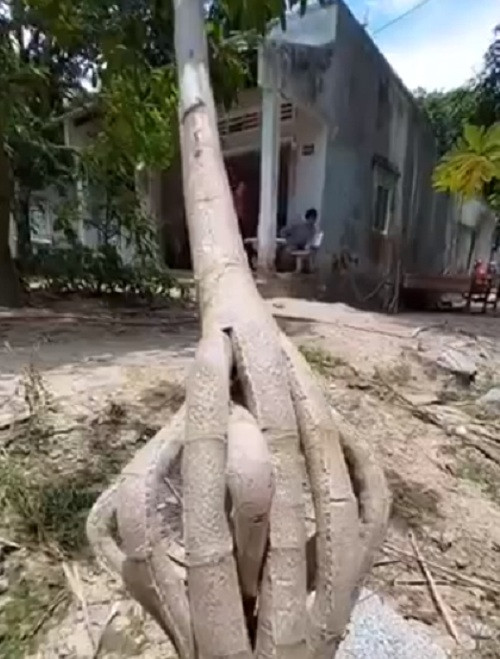 Đặc biệt, phần thân ở dưới gốc cây như bị xé toạc thành từng mảnh, đan xen vào nhau vô cùng cứng cáp, vững chãi. Ảnh chụp màn hình