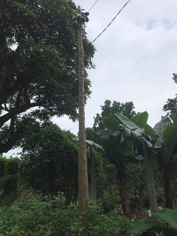 Một cây đu đủ khác ở Khoái Châu (Hưng Yên) rất cao, thân thẳng, sai quả nhưng không còn chiếc lá nào. Ảnh: Hoàng Minh.