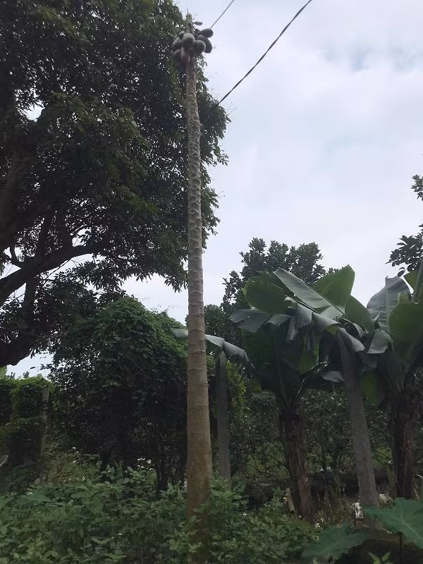 Một cây đu đủ khác ở Khoái Châu (Hưng Yên) rất cao, thân thẳng, sai quả nhưng không còn chiếc lá nào. Ảnh: Hoàng Minh.