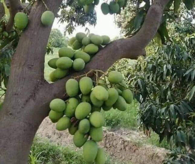 Cây xoài "vượt kế hoạch" cho quả ngay từ thân. Ảnh: Tiktok
