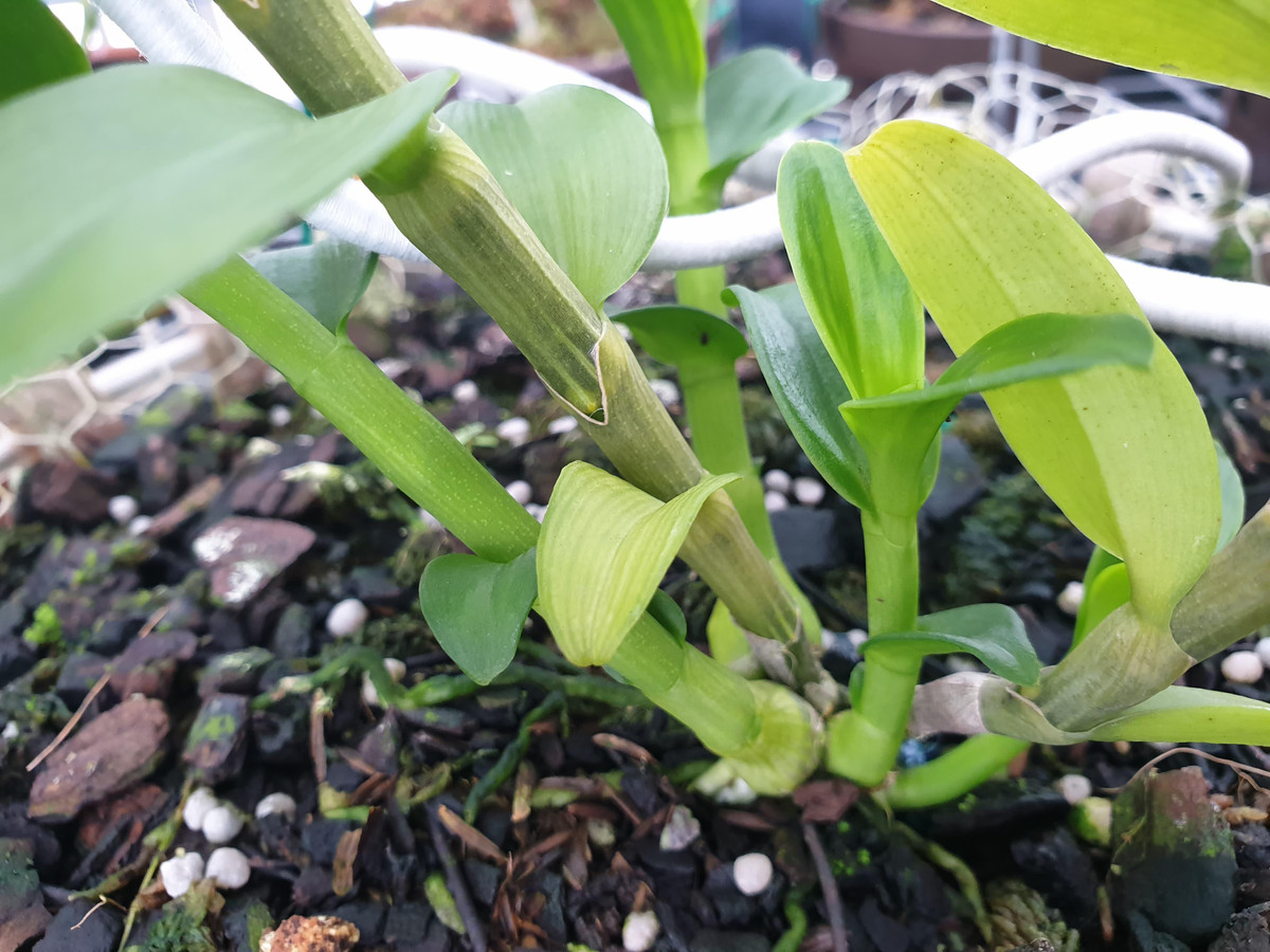 Tong cuc Thue noi ve viec quan ly mua ban 