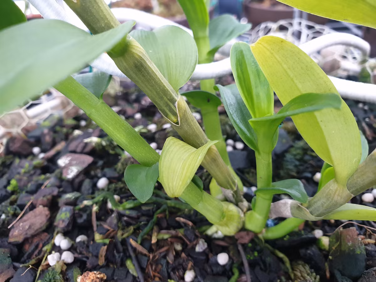 Tong cuc Thue noi ve viec quan ly mua ban 