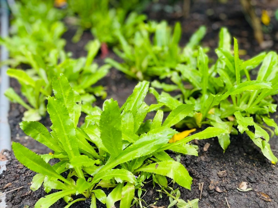 Những luống rau được nam ca sĩ dùng chế biến các món ăn hàng ngày.