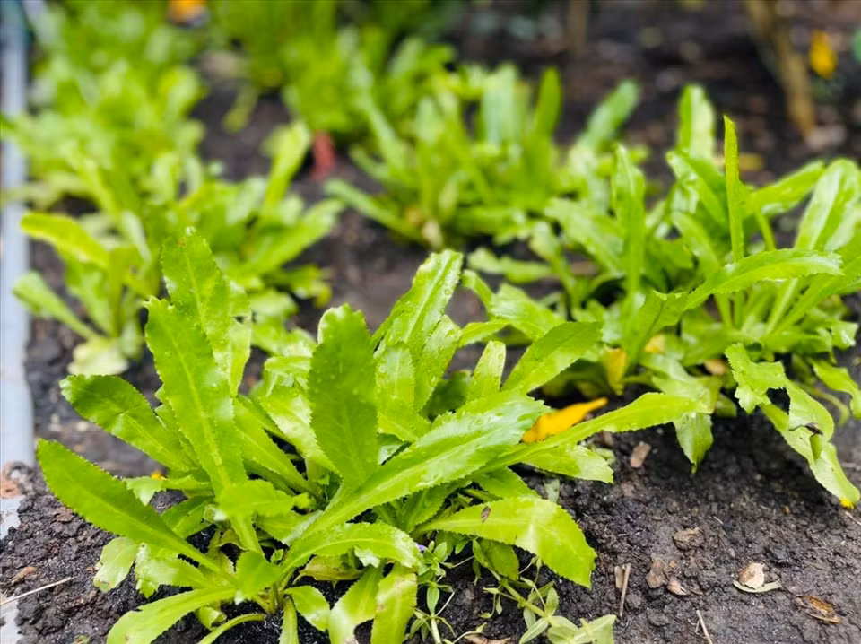 Những luống rau được nam ca sĩ dùng chế biến các món ăn hàng ngày.