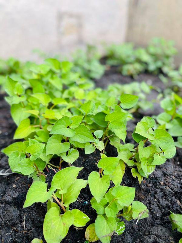 Hơn 3 tháng qua Đàm Vĩnh Hưng không có cơ hội đi diễn như trước, chỉ vài lần nhận lịch biểu diễn tiếp sức tinh thần cho bệnh nhân tại bệnh viện dã chiến.