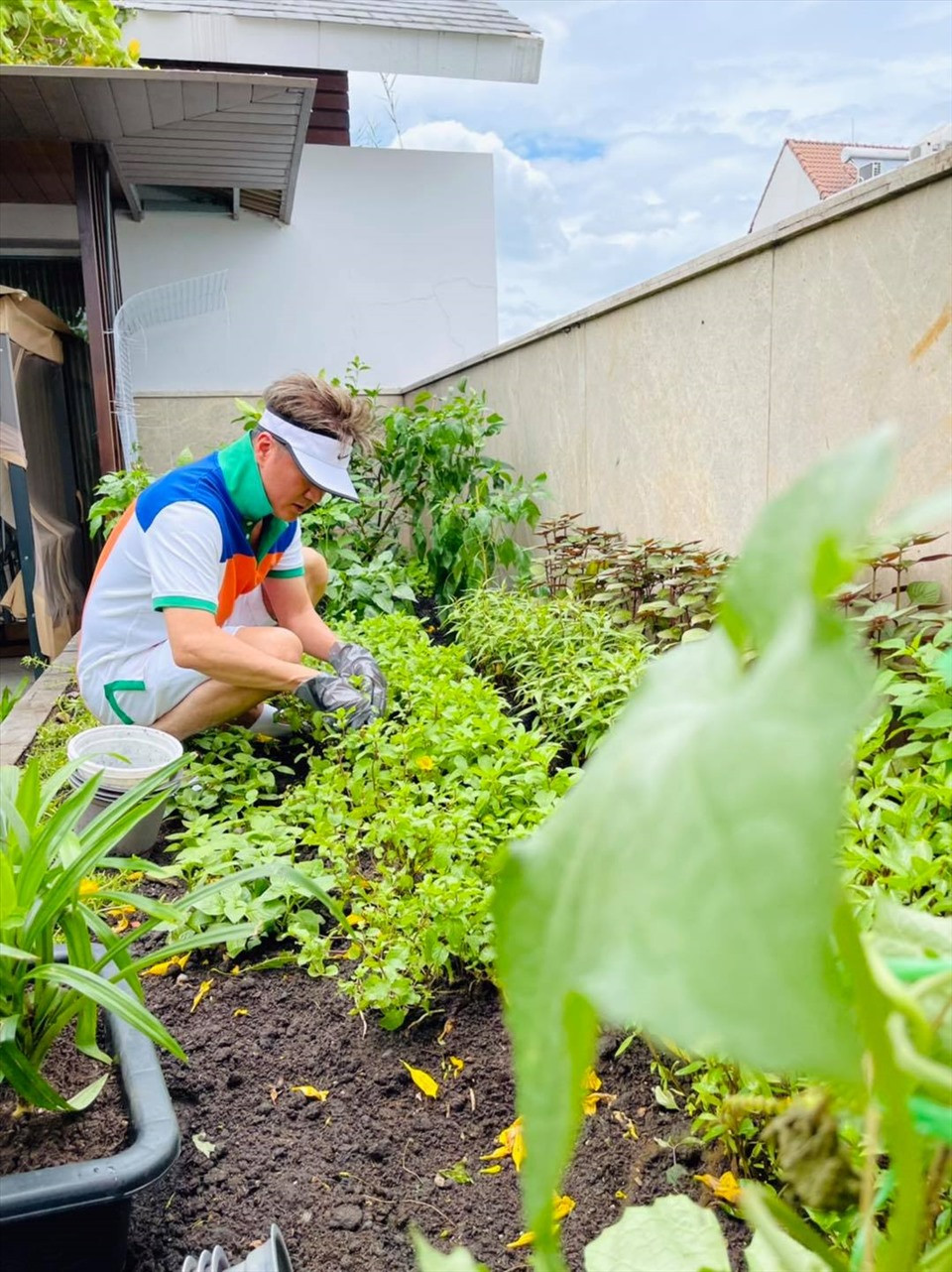 Vườn rau của Đàm Vĩnh Hưng có nhiều loại quen thuộc như húng lủi, ngò gai, rau kinh giới, bí bầu...