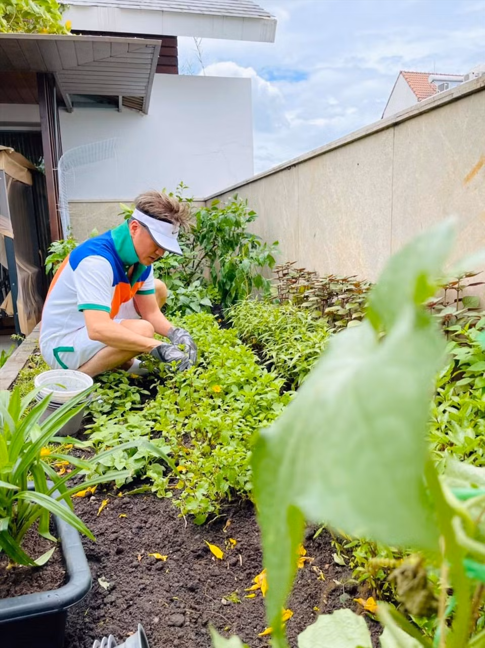 Vườn rau của Đàm Vĩnh Hưng có nhiều loại quen thuộc như húng lủi, ngò gai, rau kinh giới, bí bầu...