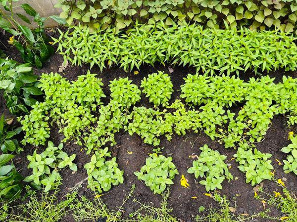 Khu vườn được Mr Đàm trồng bằng phương pháp tự nhiên, không bón phân hóa học để đảm bảo sức khỏe.