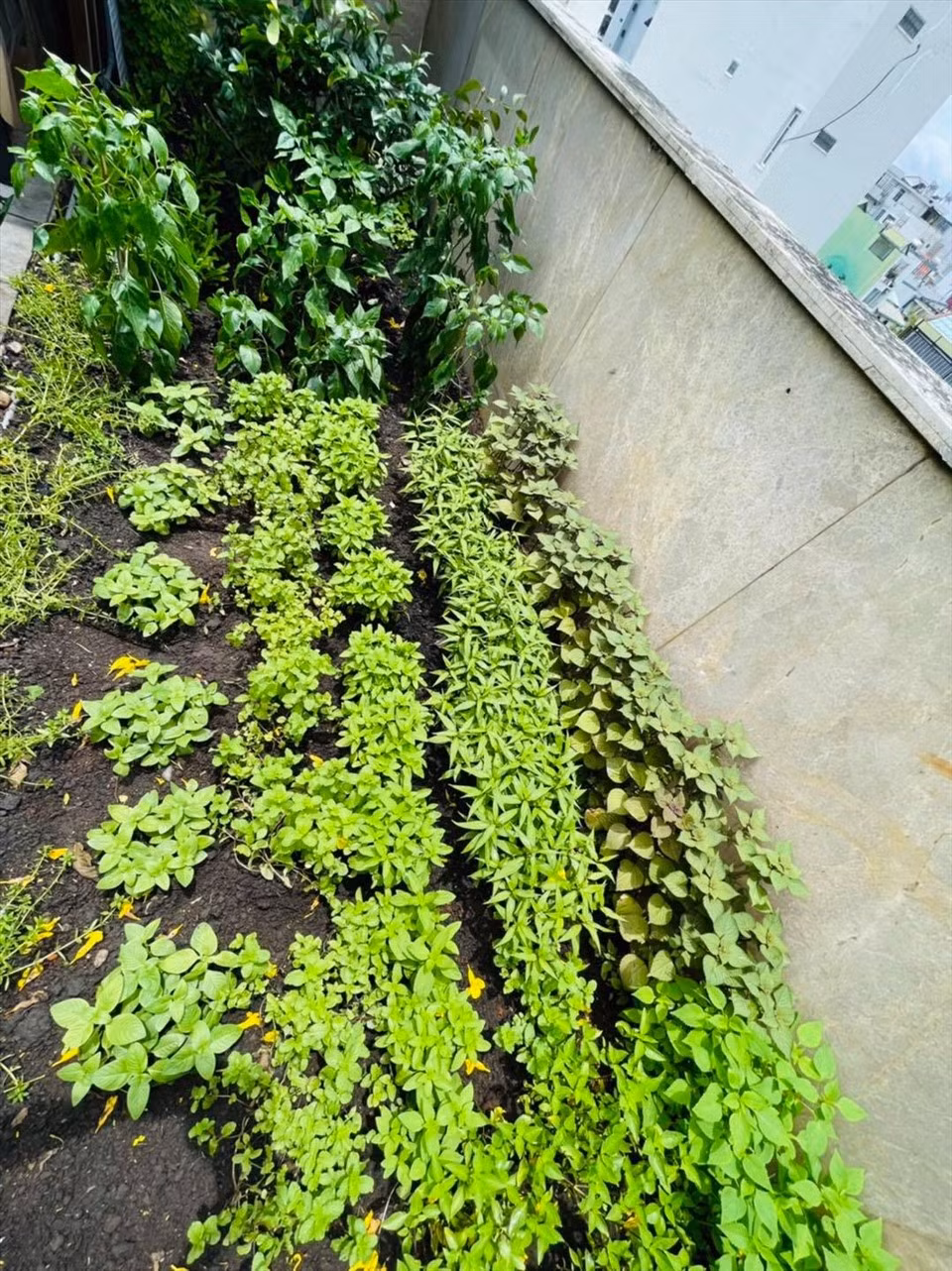 Nhờ chăm sóc thường xuyên nên rau mọc rất nhanh và xanh mướt.