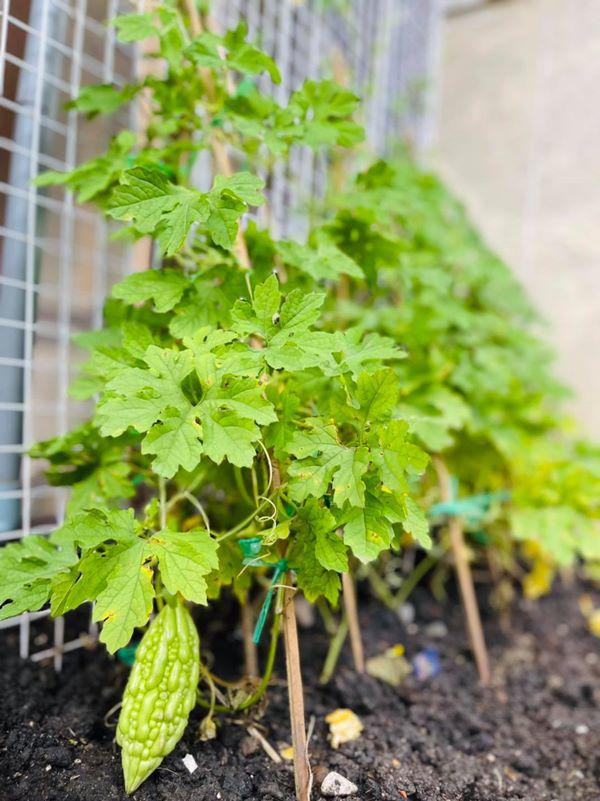 Mướp đắng cũng bắt đầu cho trái lớn.