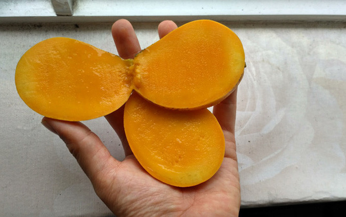 Mỗi kg xoài mút có từ 10 – 20 trái, vỏ chín vàng, cơm nhiều, hạt lép, mùi nồng, ngọt gắt. Ảnh: Internet