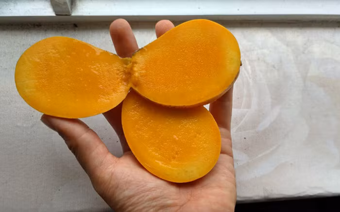 Mỗi kg xoài mút có từ 10 – 20 trái, vỏ chín vàng, cơm nhiều, hạt lép, mùi nồng, ngọt gắt. Ảnh: Internet