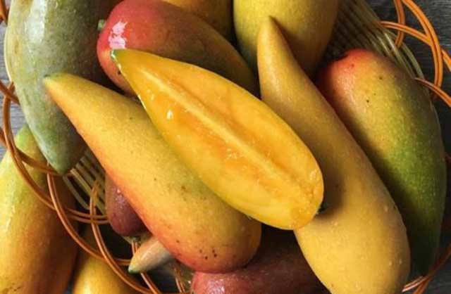 Khi chưa chín xoài có màu xanh lam, màu sắc dần chuyển sang đỏ nâu hoặc vàng nâu khi đã chín mềm. Phần thịt quả bên trong cũng chuyển từ vị chua sang vị ngọt lịm. Ảnh: Dân Việt.