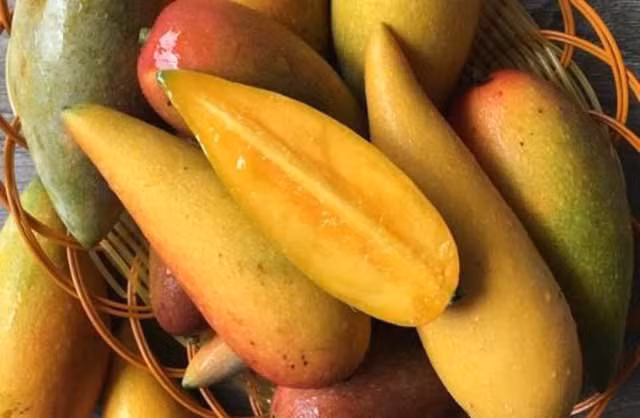 Khi chưa chín xoài có màu xanh lam, màu sắc dần chuyển sang đỏ nâu hoặc vàng nâu khi đã chín mềm. Phần thịt quả bên trong cũng chuyển từ vị chua sang vị ngọt lịm. Ảnh: Dân Việt.