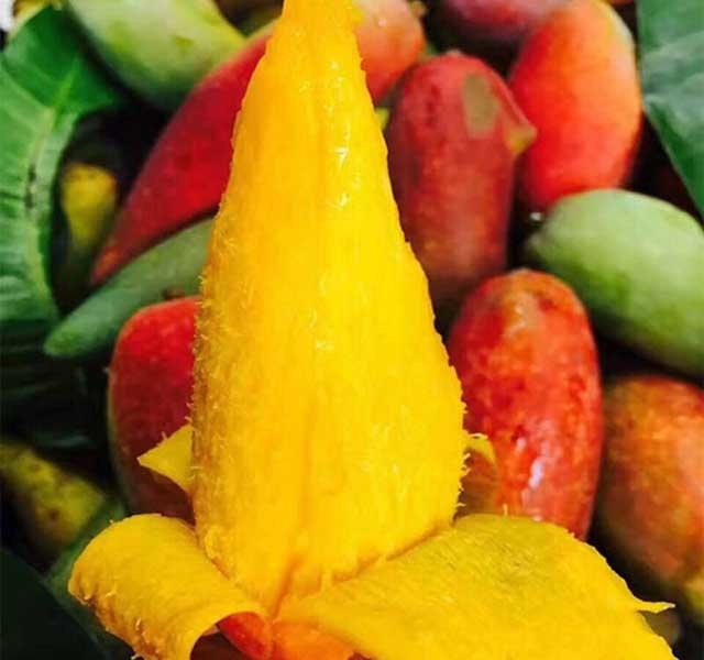 Dù bên ngoài khác lạ so với xoài thông thường nhưng khi bổ ra, hương vị của loại xoài giống ớt này vẫn không khác: chua ngọt, thịt màu vàng tươi, đặc biệt phần hạt rất nhỏ hoặc không có hạt. Ảnh: Dân Việt.