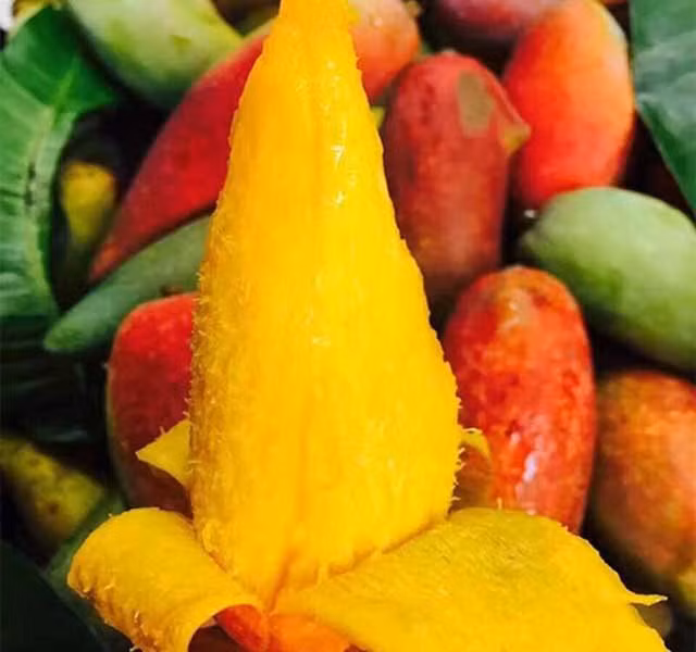 Dù bên ngoài khác lạ so với xoài thông thường nhưng khi bổ ra, hương vị của loại xoài giống ớt này vẫn không khác: chua ngọt, thịt màu vàng tươi, đặc biệt phần hạt rất nhỏ hoặc không có hạt. Ảnh: Dân Việt.