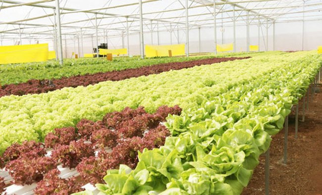 Đặt mua trực tiếp từ nông trại cũng là cách tiết kiệm khá nhiều chi phí. Nếu gia đình ít người, bạn có thể kết hợp với hàng xóm hoặc đồng nghiệp.