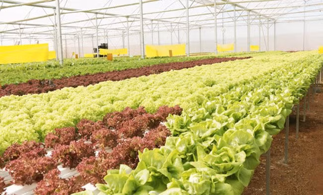 Đặt mua trực tiếp từ nông trại cũng là cách tiết kiệm khá nhiều chi phí. Nếu gia đình ít người, bạn có thể kết hợp với hàng xóm hoặc đồng nghiệp.