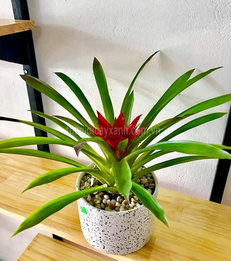 Việc sử dụng cây cảnh là một cách trang trí nội thất hiệu quả, đưa thiên nhiên vào không gian sống. Với người tuổi Sửu, loài cây phong thủy thích hợp nhất là dứa cảnh nến (còn gọi là phong lộc hoa).