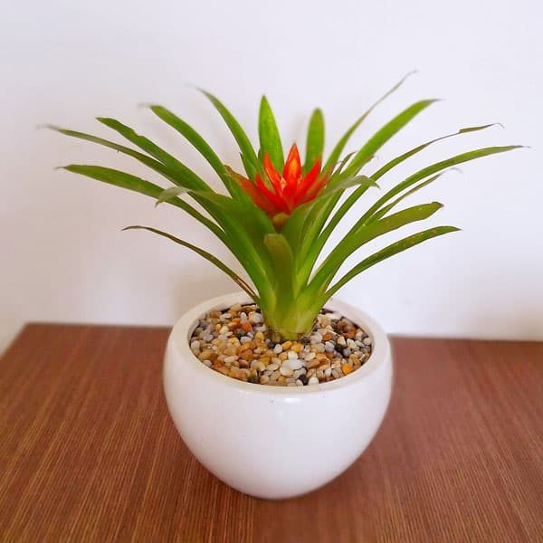 Cây phong lộc hoa sẽ đem lại may mắn, tài lộc cho người tuổi Sửu. Vị trí đặt chậu cây thích hợp nhất là trong phòng khách, trên bàn làm phía tay trái theo hướng ngồi.