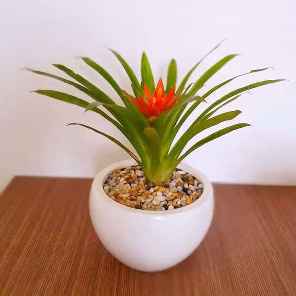 Cây phong lộc hoa sẽ đem lại may mắn, tài lộc cho người tuổi Sửu. Vị trí đặt chậu cây thích hợp nhất là trong phòng khách, trên bàn làm phía tay trái theo hướng ngồi.