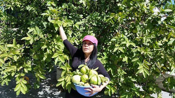 Trong vườn có nhiều cây ăn trái. Ảnh: Facebook.