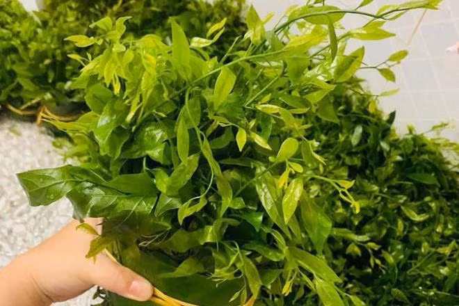 Rau ngót rừng (hay còn gọi rau sắng) mọc hoang dại trên vách núi đá. Đến mùa, người dân lại vào rừng hái rau sắng bán cho thương lái. CÓ lúc, loại rau này giá lên tới 200.000 đồng.