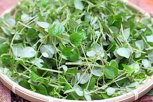 Rau càng mua đắt như vậy là vì chúng được nhiều quốc gia trên thế giới, trong đó có cả Việt Nam xem như "thần dược" có lợi cho sức khoẻ. Nguồn ảnh: Internet