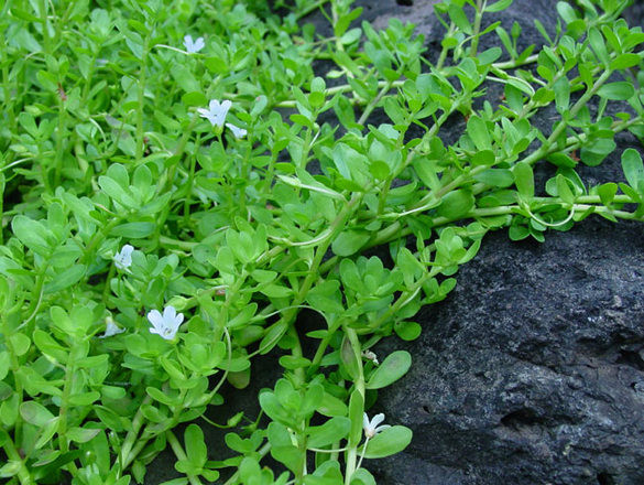 Rau đắng biển sống ở môi trường ẩm ướt, phát triển trong các kênh mương, suối, vùng cửa sông, đầm lầy hay những bãi biển đầy cát trắng. Nó được truyền tai nhau là loại rau "đắt mấy cũng phải ăn ít nhất 1 lần trong đời" bởi độ thơm ngon và rất tốt cho sức khoẻ.