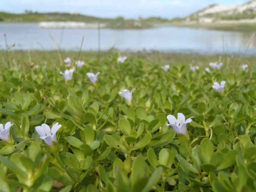 Có thời điểm, giá rau đắng biển lên tới 95.000 đồng/kg nhưng vẫn được khách hàng lùng mua.