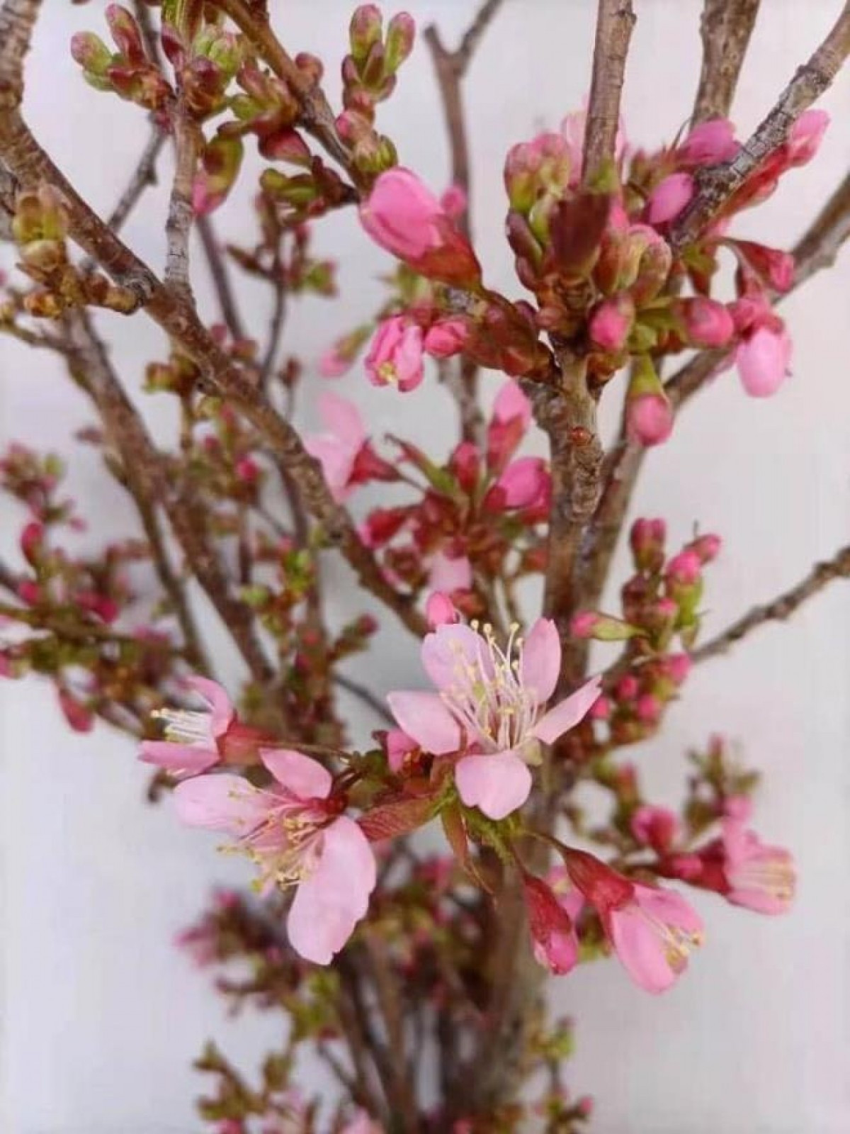  Hoa anh đào Trung Quốc giá chỉ từ 130.000 - 150.000 đồng/bó, mỗi bó khoảng 4-5 cành, rẻ hơn nhiều so với hoa anh đào Nhật Bản.