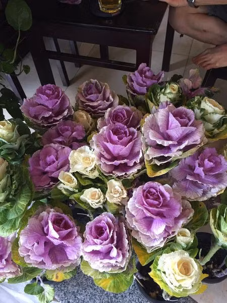 Không phải để ăn hàng ngày, những chậu bắp cải Trung Quốc đủ màu sắc sặc sỡ được nhiều chị em đặt mua để trang trí nhà cửa chuẩn bị đón Tết.