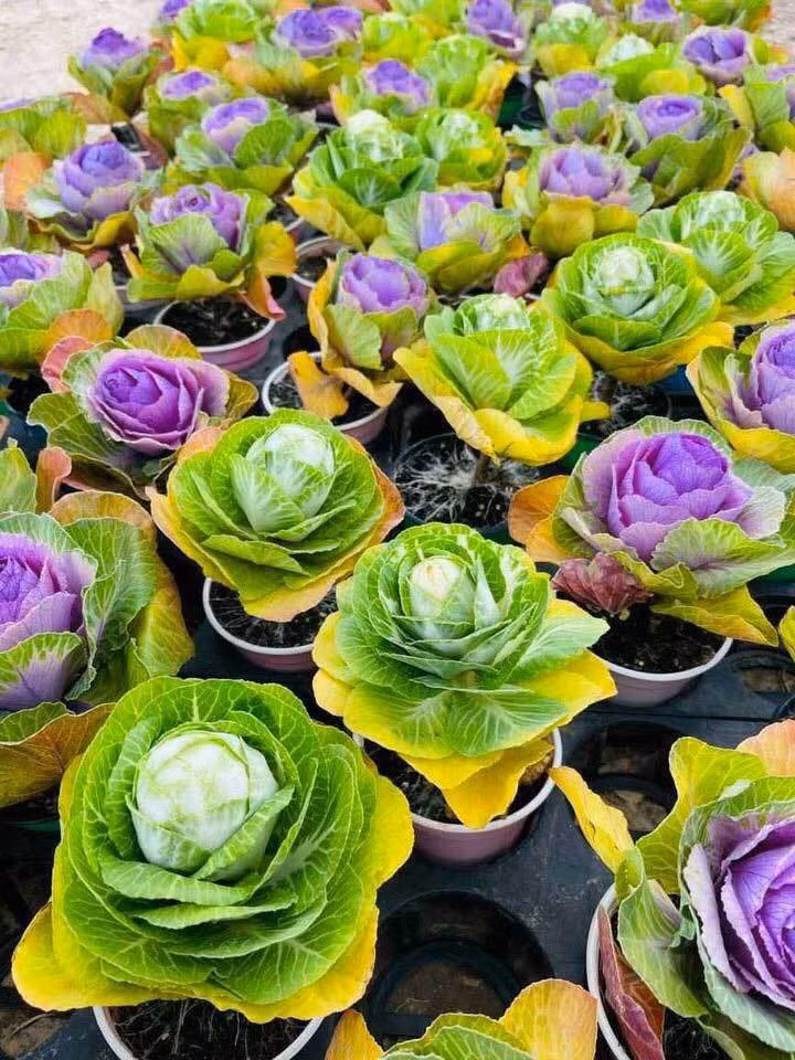 Loại bắp cải trông như hoa này nhập từ Trung Quốc giá bán từ 100.000 - 120.000 đồng, bán sỉ dao động từ 40.000 - 60.000 đồng/chậu. Nguồn ảnh: Facebook.