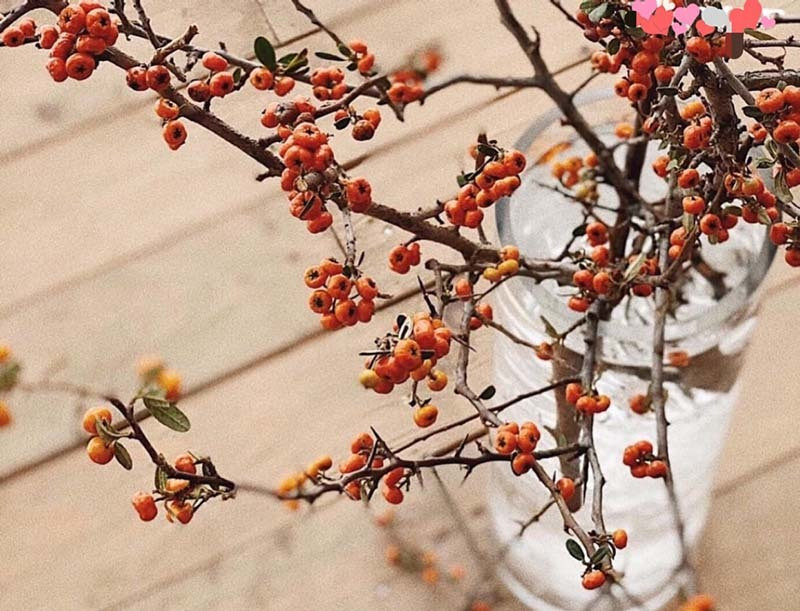 Nhập khẩu từ Trung Quốc, cành hồng gai cũng được chị em lùng mua trong dịp Tết Nguyên đán.