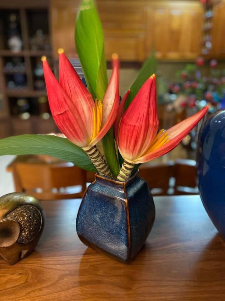 4 loai hoa rung duoc dan Ha thanh lung choi Tet-Hinh-3