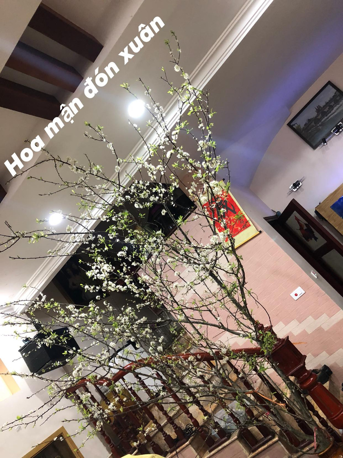 4 loai hoa rung duoc dan Ha thanh lung choi Tet-Hinh-10