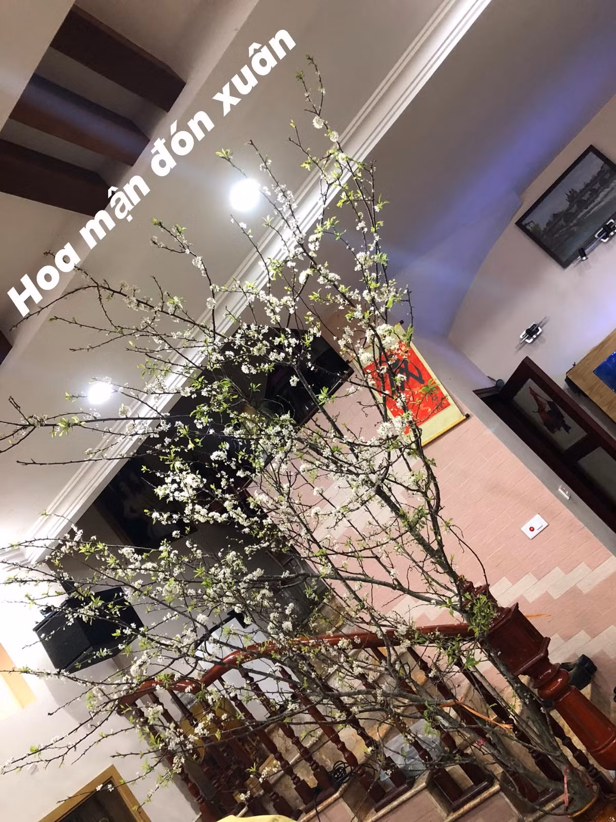 4 loai hoa rung duoc dan Ha thanh lung choi Tet-Hinh-10